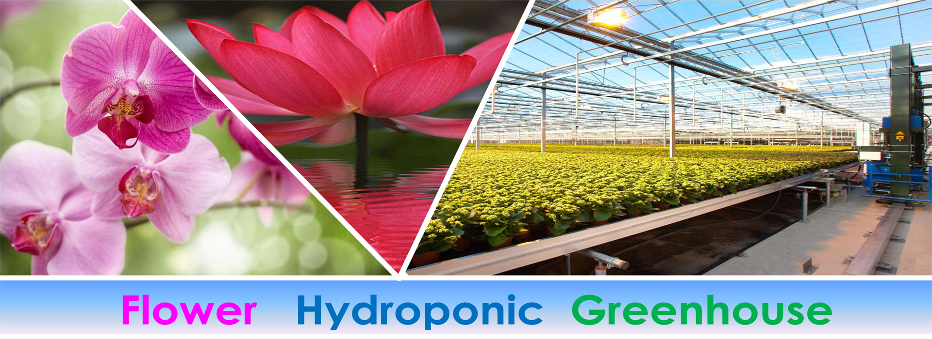 Floricolture Hydroponic   Greenhouse ITC Ltd