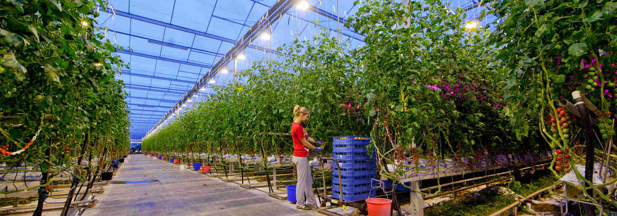 Led Light Hydroponic Greenhouse   ITC Ltd 