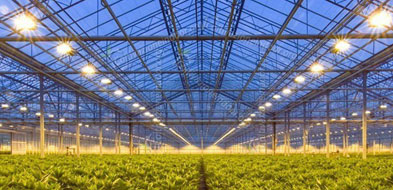 greenhouse led lights pic